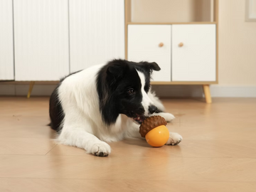 Puzzle Toys: Brain Boosters for Dogs