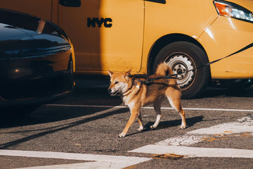 Why Dogs Get Anxious in New Environments — And How Enrichment Helps Them Feel Safe