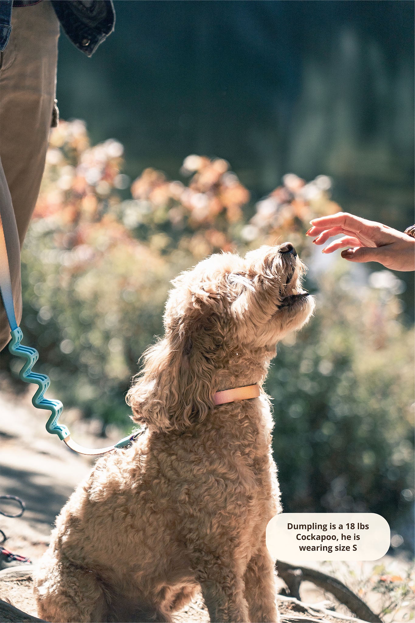 PoPupJoys AURA leash clipped to matching collar—designed for comfort, safety, and a seamless walking experience. Good for Small and Medium Sized Dogs.