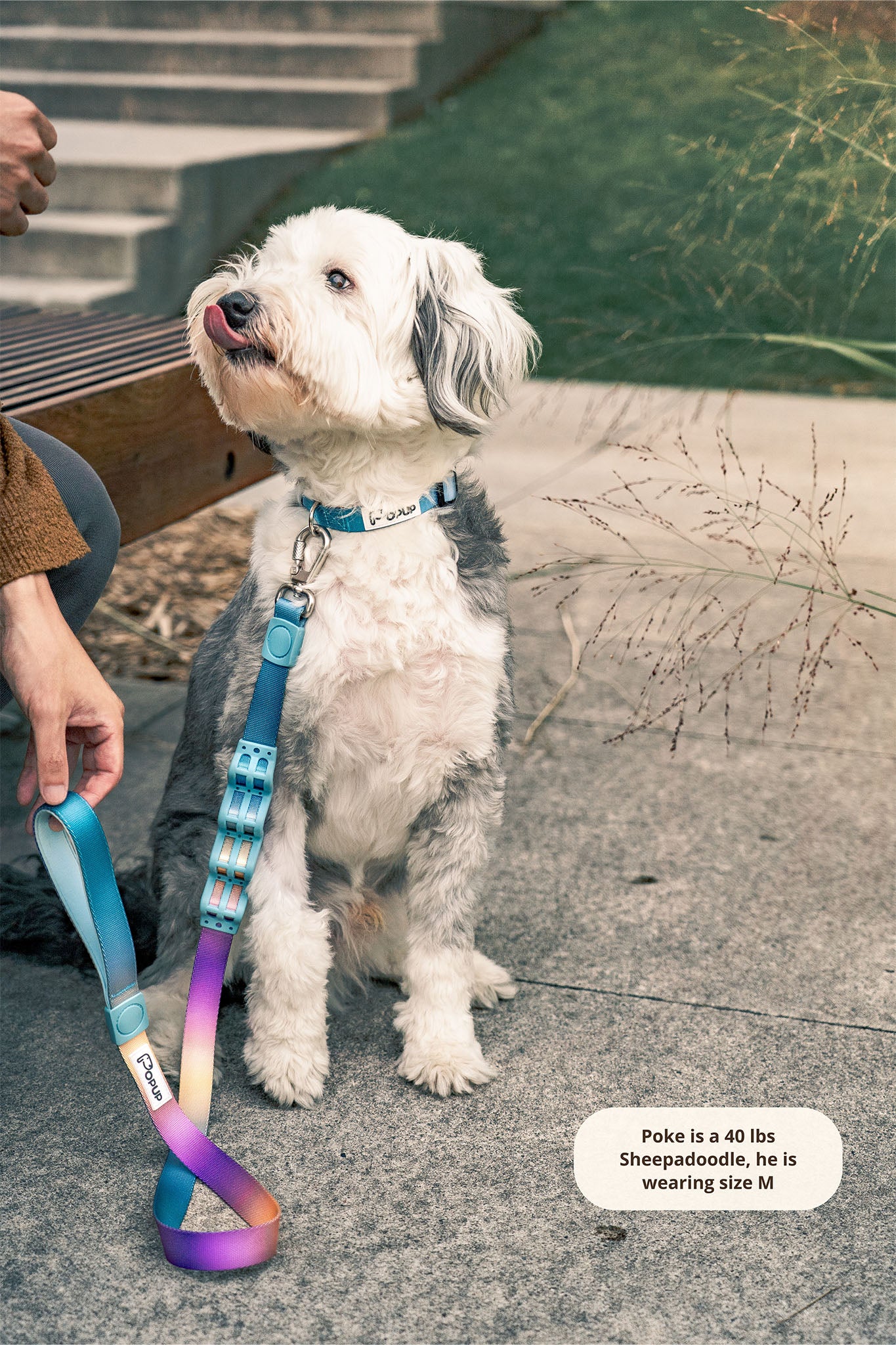 PoPupJoys AURA leash clipped to matching collar—designed for comfort, safety, and a seamless walking experience. Good for Medium and Large Sized Dogs.