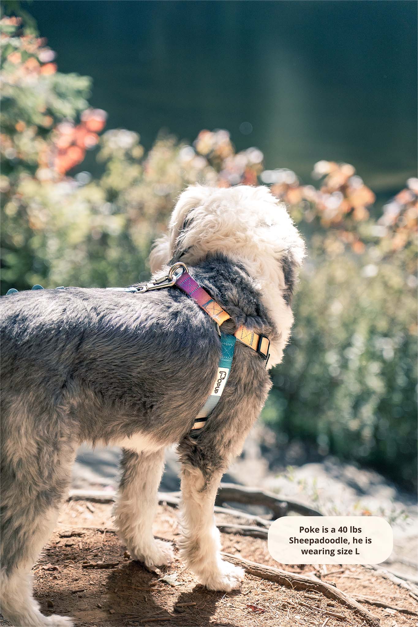 PoPupJoys AURA harness and leash in use—designed for a snug fit, gentle control, and color-matched walking comfort. Good for Medium Sized Dogs.