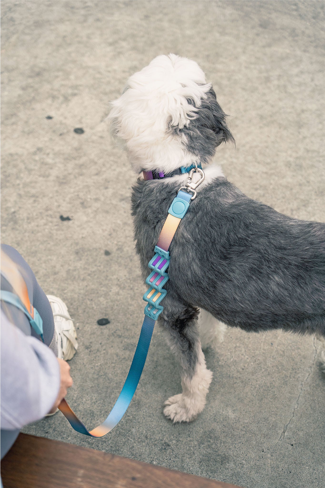 AURA leash with aurora-inspired gradient and shock-absorbing spring to ease pulling and make walks more enjoyable.