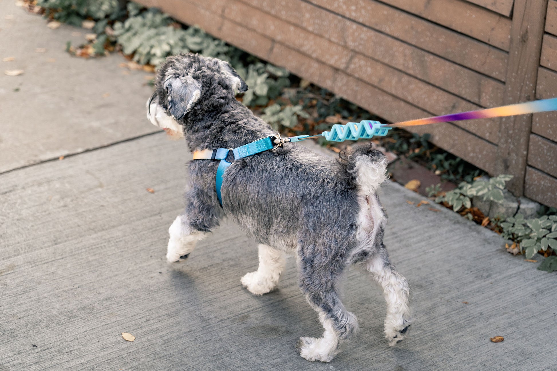 AURA leash with aurora-inspired gradient and shock-absorbing spring to ease pulling and make walks more enjoyable.