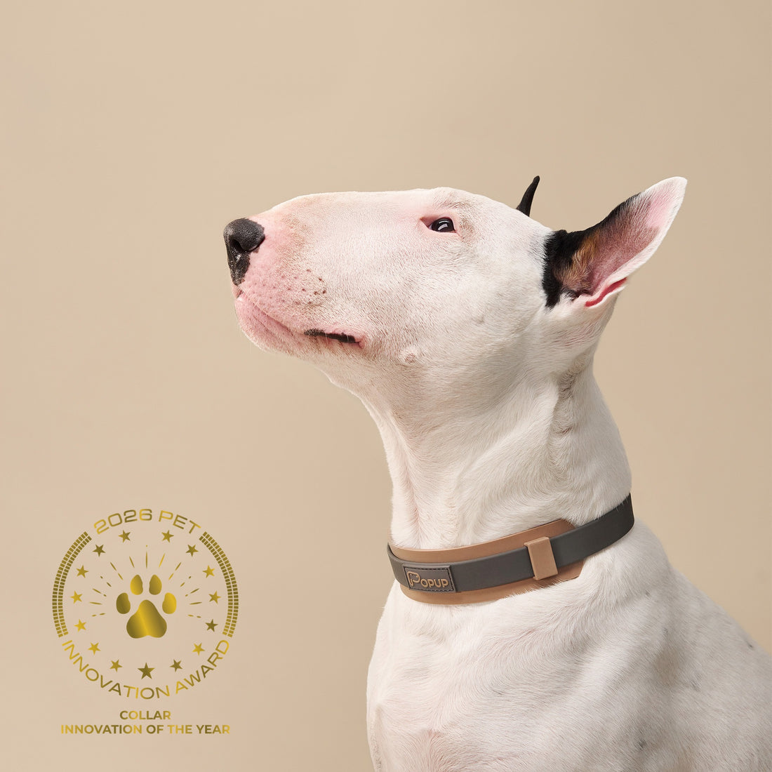 White bull terrier wearing PoPupJoys DUO collar with wide silicone neck guard on beige background, a 2026 pet innovation award product