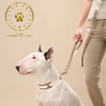 White bull terrier wearing PoPupJoys DUO collar with wide silicone neck guard on beige background, a 2026 pet innovation award product