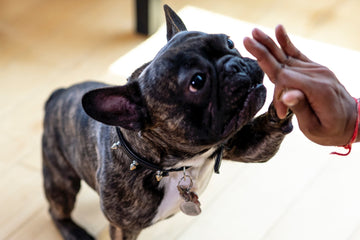 PoPupJoys Affiliate Program