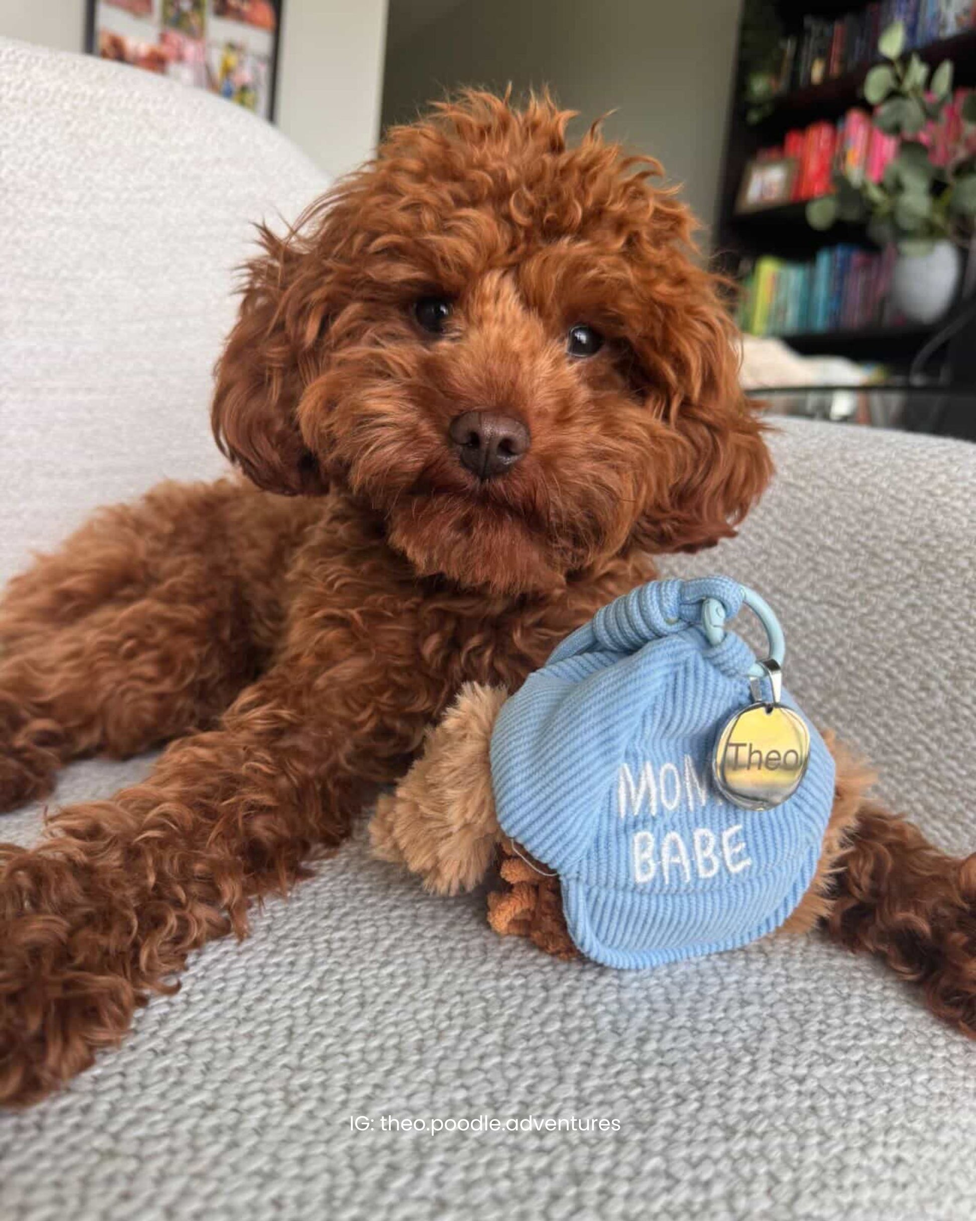 Small curly-haired dog cuddling a blue PoPupJoys CLIK pup charm enrichment toy on a cozy sofa