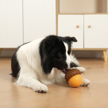 Black and white dog playing textured acorn-shaped interactive treat toy indoors