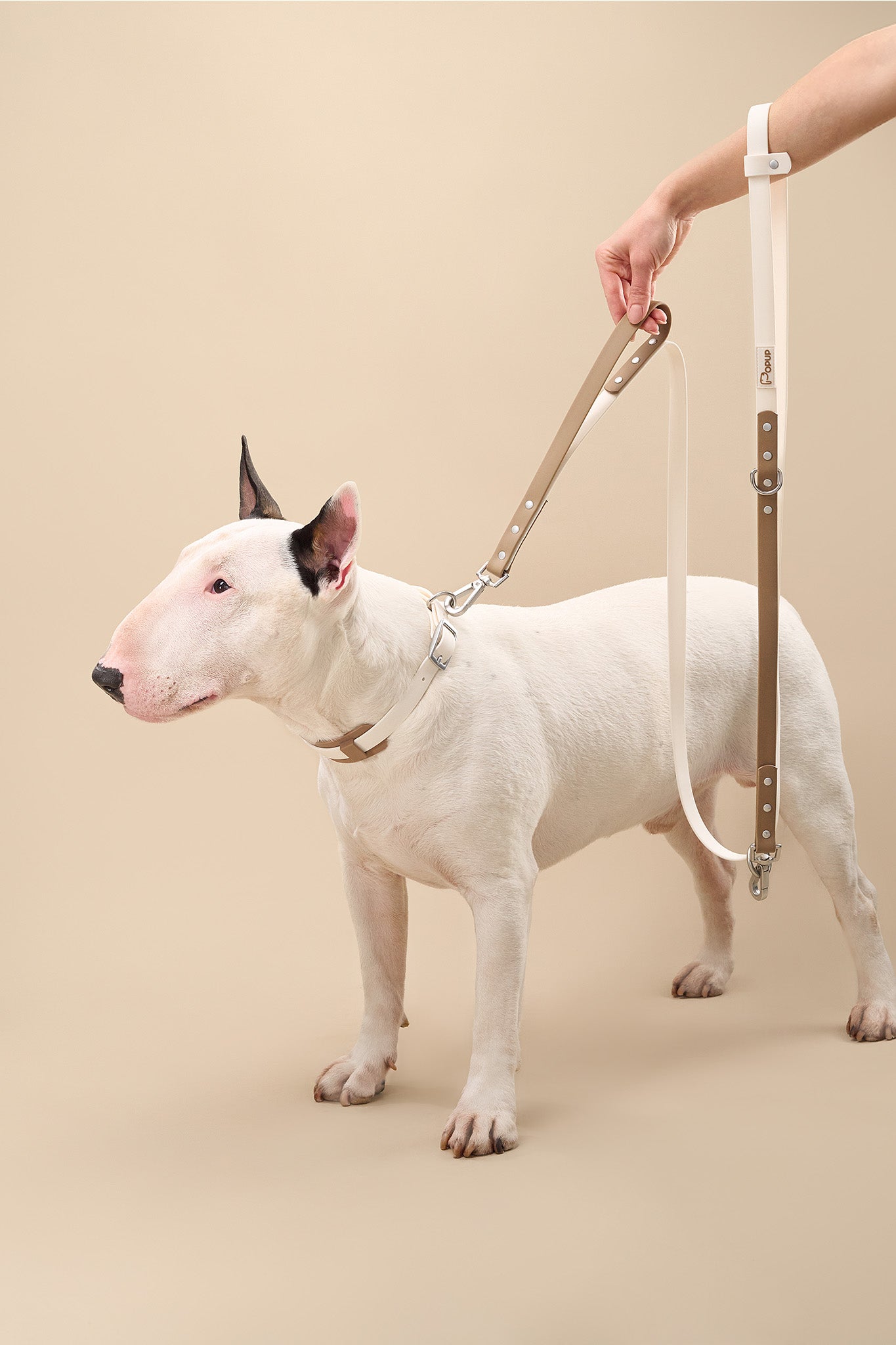 Full view of dog wearing DUO collar with adjustable multi-position leash for structured walking