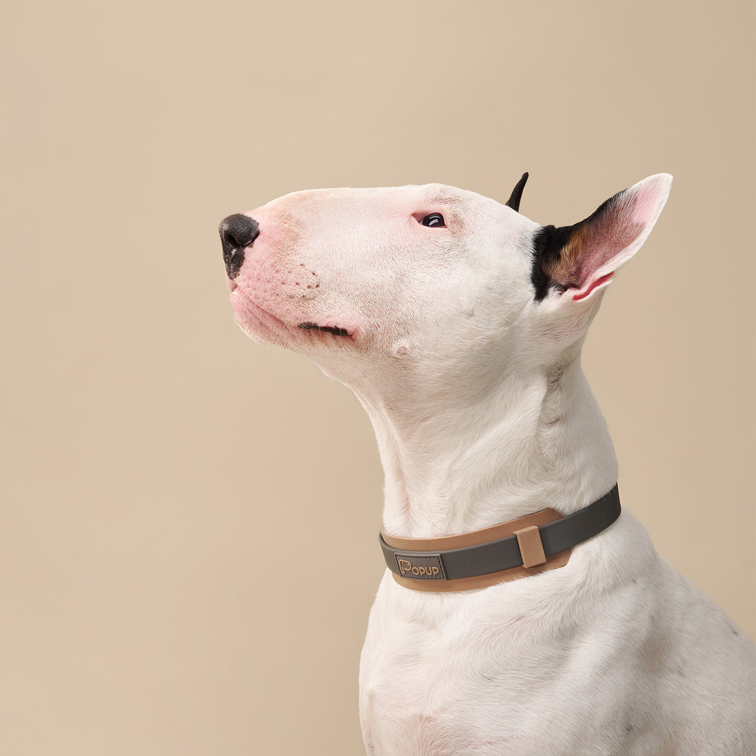 White bull terrier wearing PoPupJoys DUO collar with wide silicone neck guard on beige background