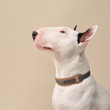 White bull terrier wearing PoPupJoys DUO collar with wide silicone neck guard on beige background
