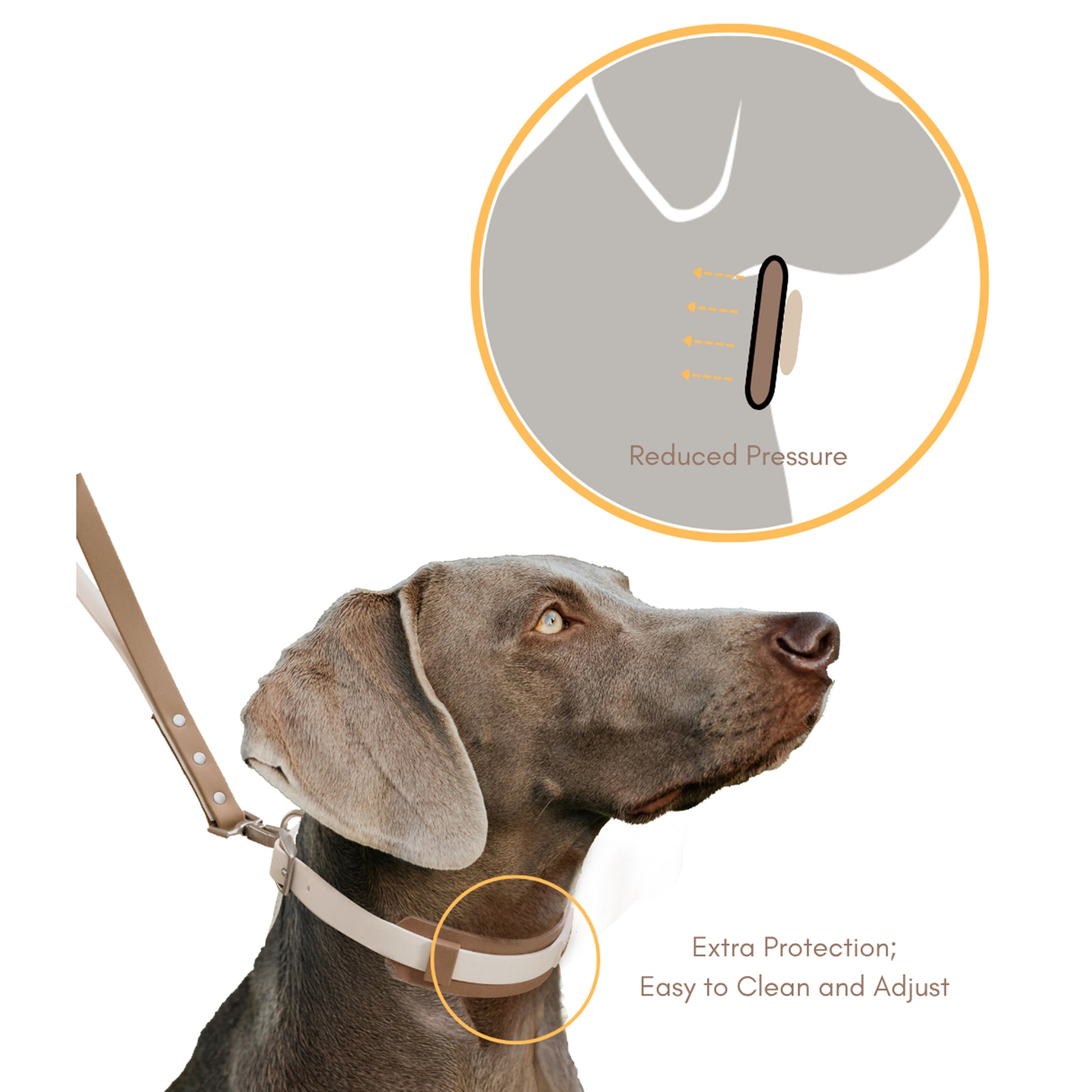 Dog wearing waterproof collar with graphic showing reduced neck pressure and easy-clean silicone guard