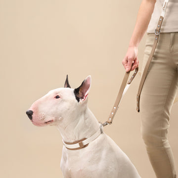 White bull terrier wearing waterproof DUO collar with leash during controlled walk beside handler