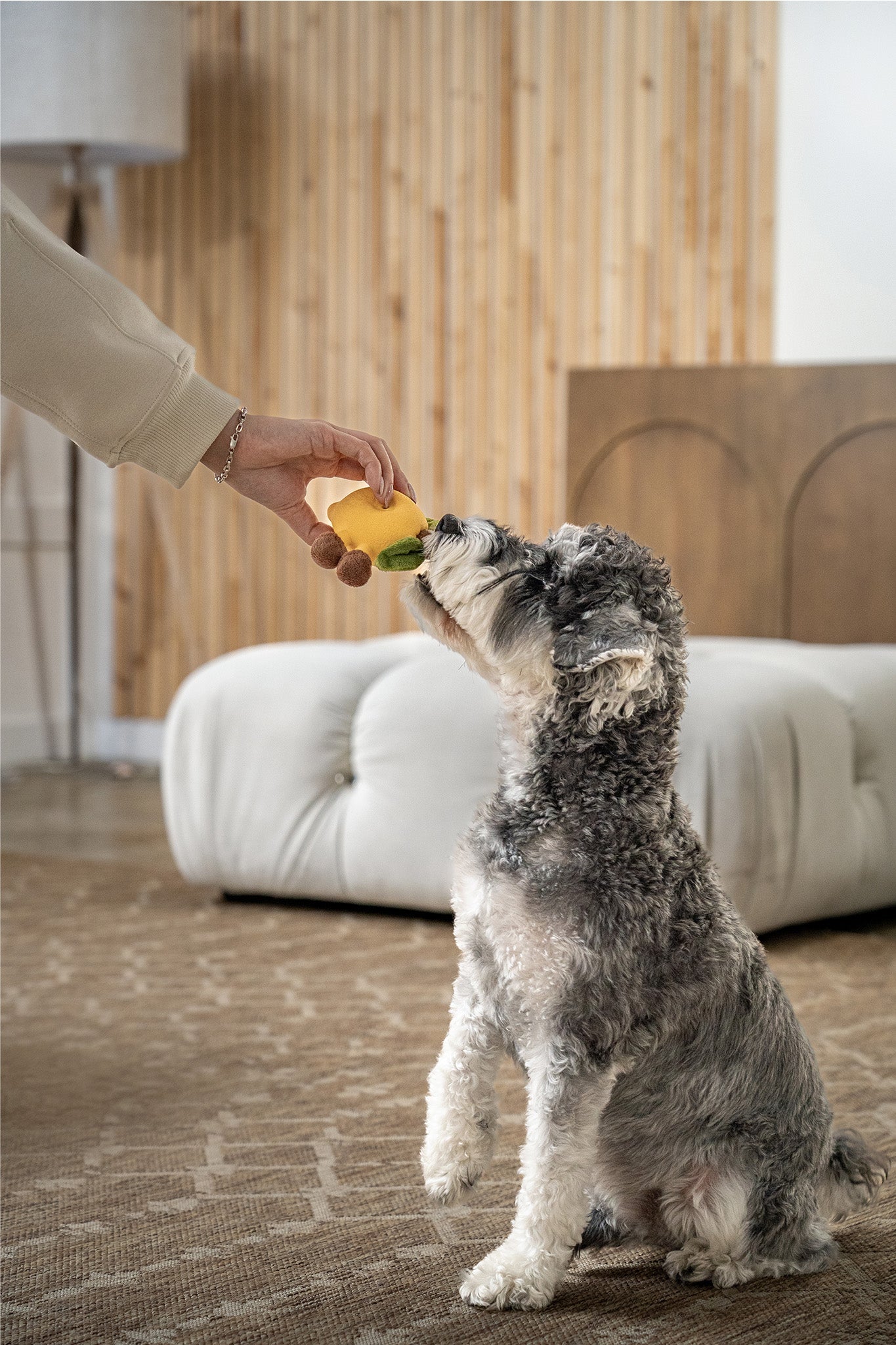 Small dog gently taking plush lemon chew toy from owner's hand during indoor play