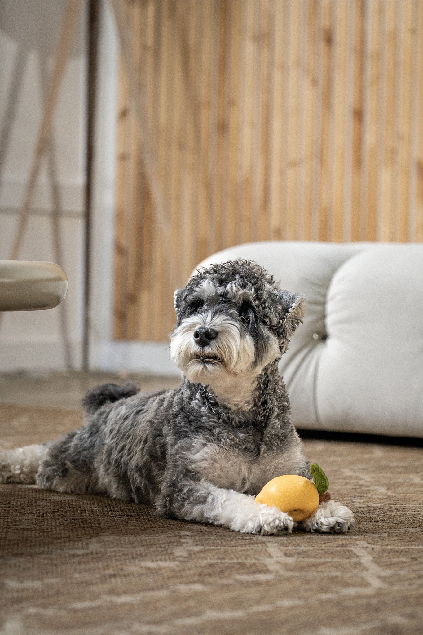 Small dog relaxing on rug with soft lemon chew toy designed for light chewers