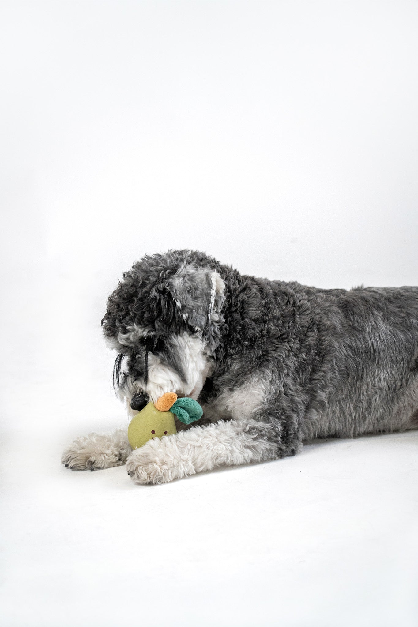 Small dog calmly chewing soft pear toy designed to be gentle on teeth