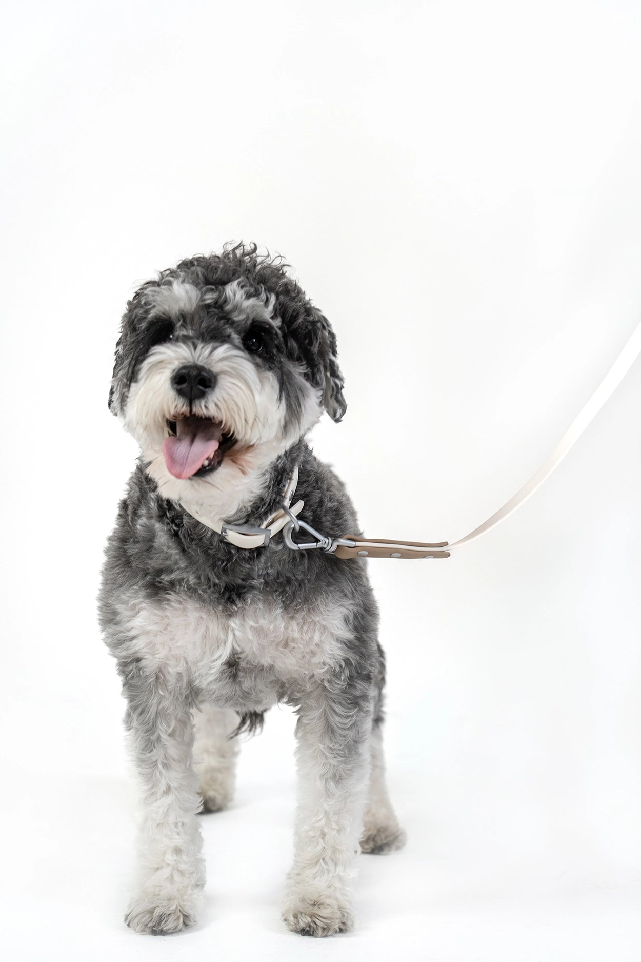 Dog wearing PoPupJoys DUO Lite collar in offwhite during outdoor walk