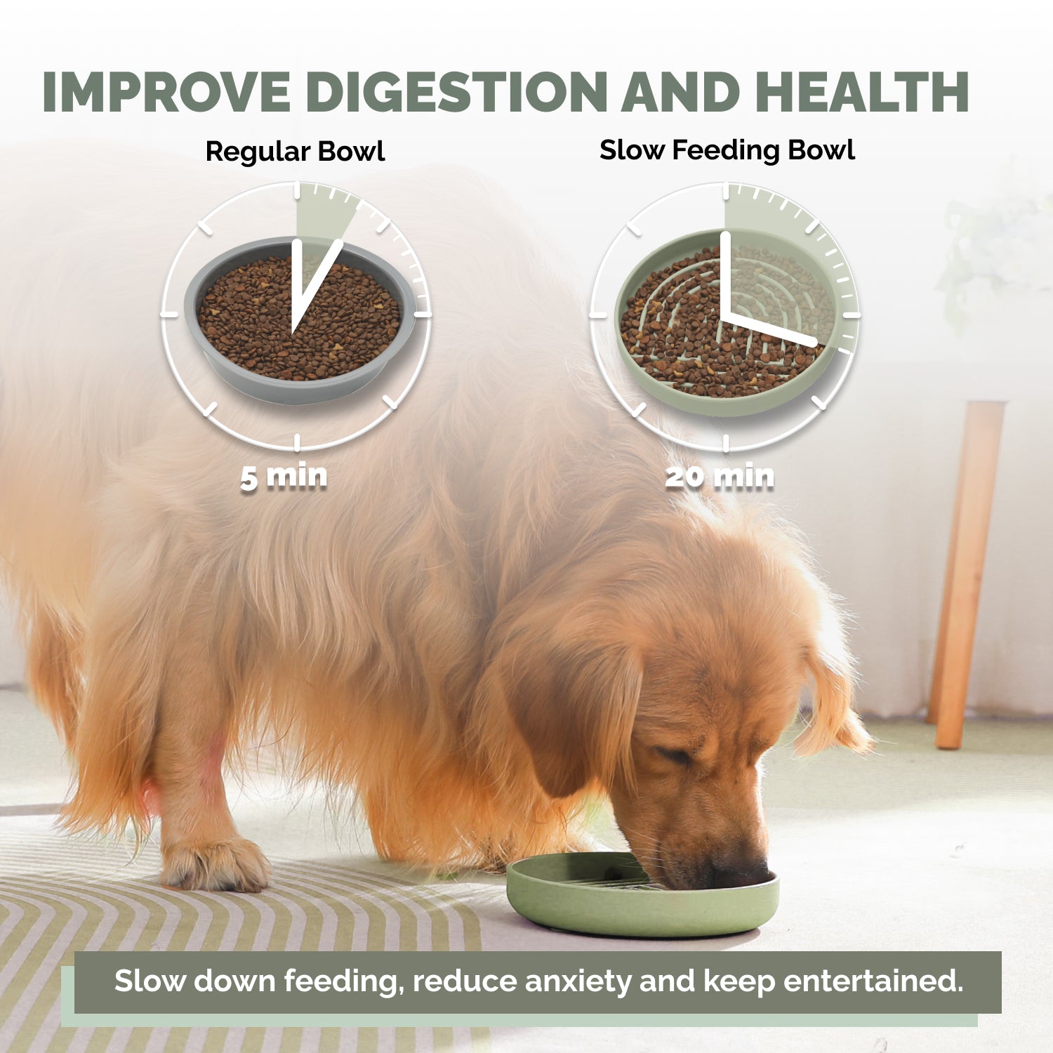 Golden retriever eating from sage slow feeder bowl for healthier digestion