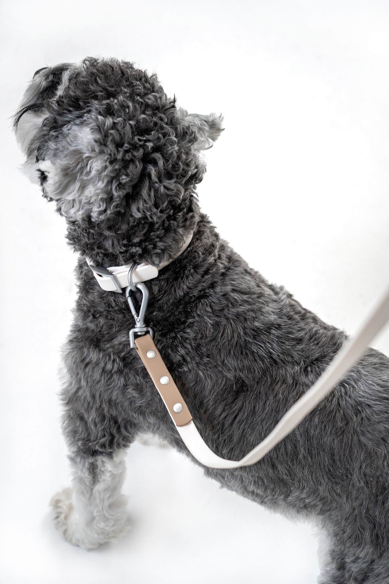 Close up of slim waterproof dog leash with chrome clip and lightweight flexible webbing