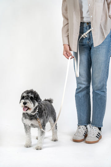 Small dog walking on lightweight waterproof leash held by owner in casual urban setting